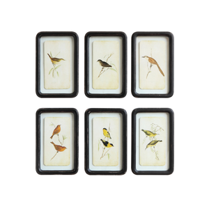 Framed Bird Prints