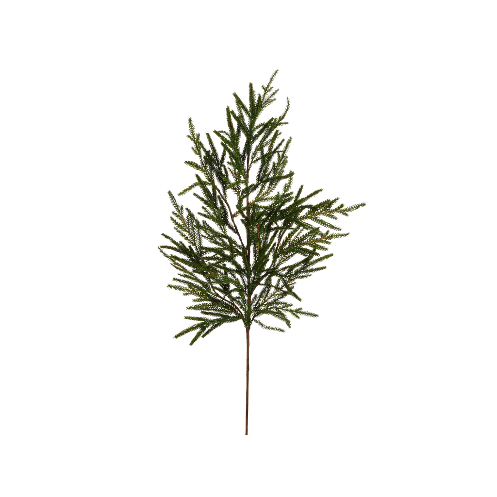 Norfolk Pine Branch