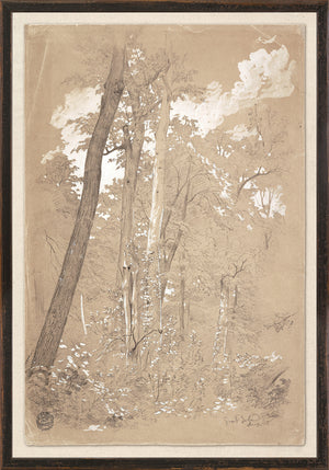 Chestnut Tree, Niagara River, 1858