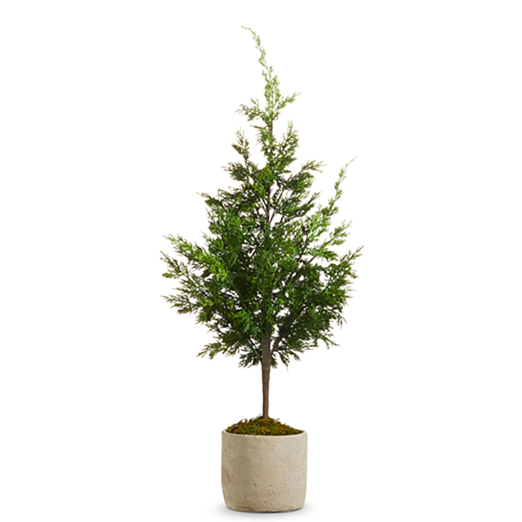 Potted Cedar Tree