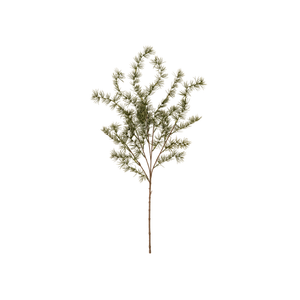 Evergreen Larch Sprig