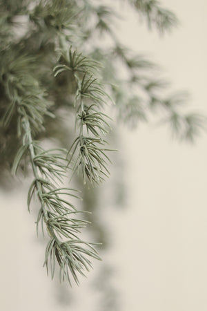 Evergreen Larch Sprig