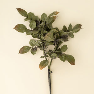 Banyan Branch