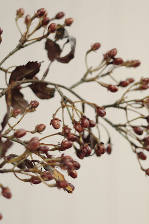 Hypericum Spray
