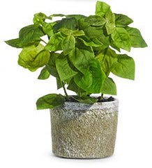 8.25" Potted Herb