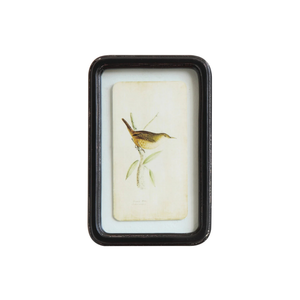 Framed Bird Prints