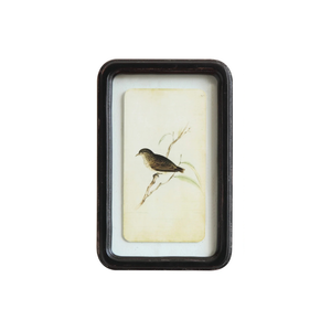 Framed Bird Prints