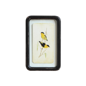 Framed Bird Prints