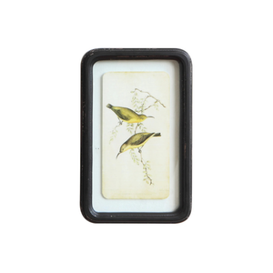 Framed Bird Prints