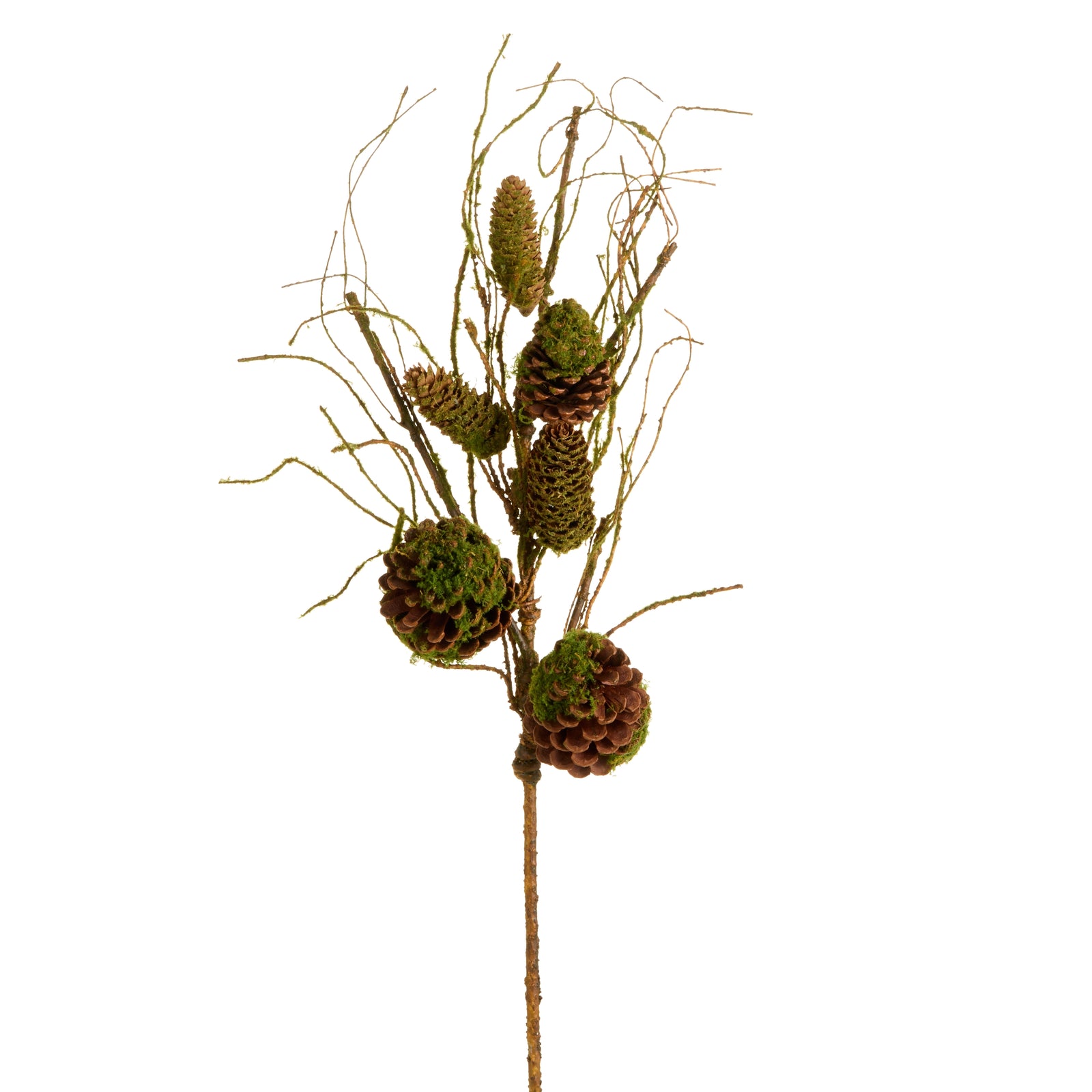 Moss Pinecone Branch