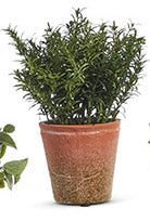 12" Potted Herb