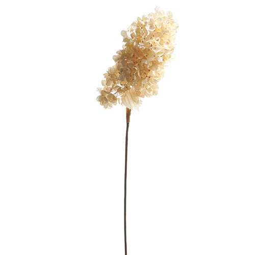Dried Hydrangea Stem