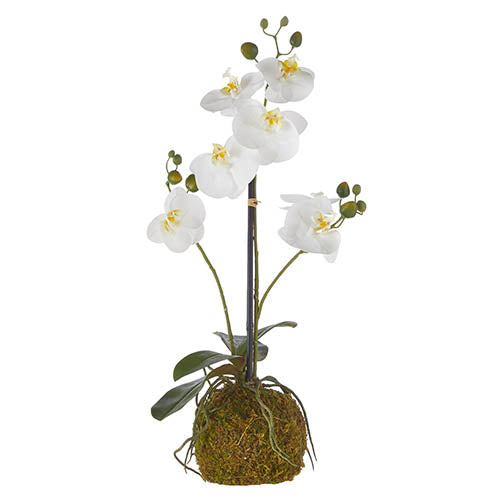 White Orchid with Moss Ball